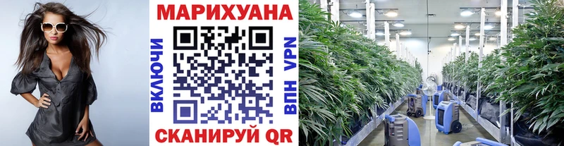 Бошки марихуана сатива  Камышлов 